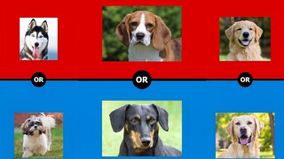 Anjing pilihan ganda, silakan buat pilihan Anda 💙❤️