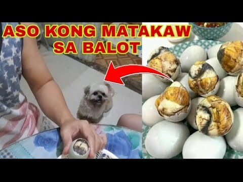 EATING BALOT WITH SHIHTZU / MASAMA BA ANG BALOT EGG SA ASO