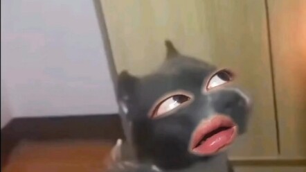 Puncak pelatihan anjing