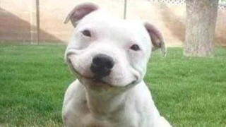 Thú Cưng Hài Hước Bá Đạo 🐶 Chó Mèo Hài Hước 😻 Funniest And Cutest Dogs And Cats 🐼 TRY NOT TO LAUGH