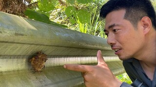 途中偶遇蛇皮蜂，子威在作死的路上越走越远，无端挑衅结果...