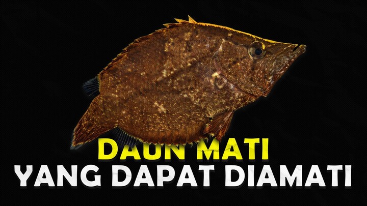 IKAN HIAS ANEH DARI AMAZON YANG UNIK DAN NYELENEH