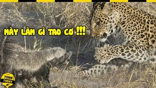 🔴 Dám "CÀ KHỊA" Khá Lửng, Báo Đốm Phải "CONG ĐUÔI BỎ CHẠY" !