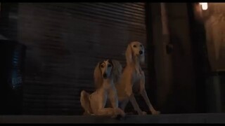 Strays - Watch Full Movie : Link In Description