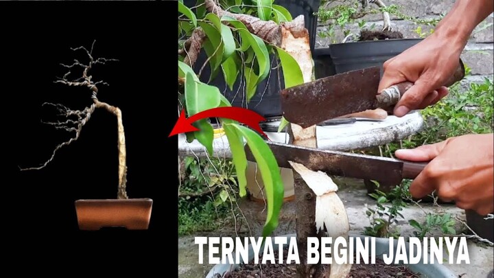 Begini Jadinya Setelah Diubah Konsep Batang Beringin Lokal