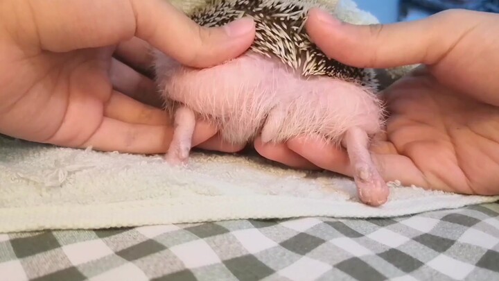 [Hedgehog] Two-Piece Butt