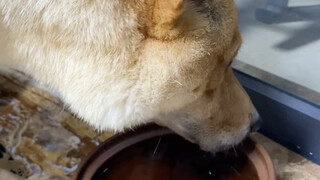 Pada hari-hari musim panas yang panas, anjing-anjing di Guangdong juga mulai minum teh herbal