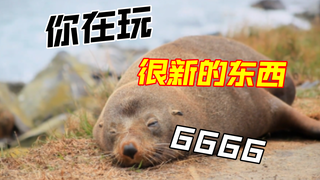 海滩散步遇到海豹：男人的乐趣就是那么简单