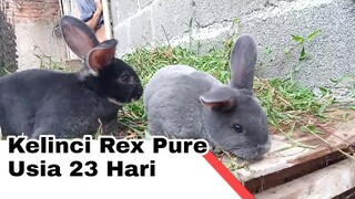 Kelinci Rex Pure Usia 23 Hari