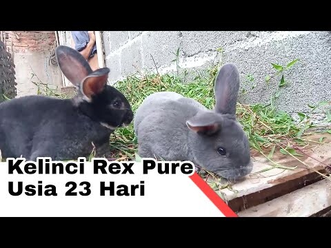 Kelinci Rex Pure Usia 23 Hari