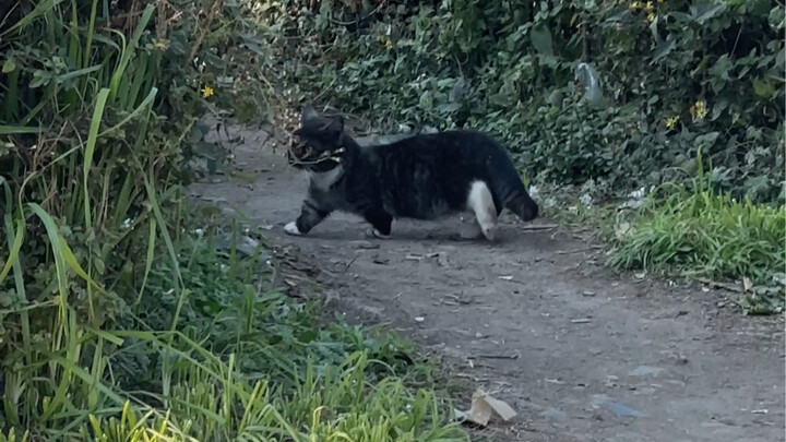 I thought the kitten had its claws removed.
