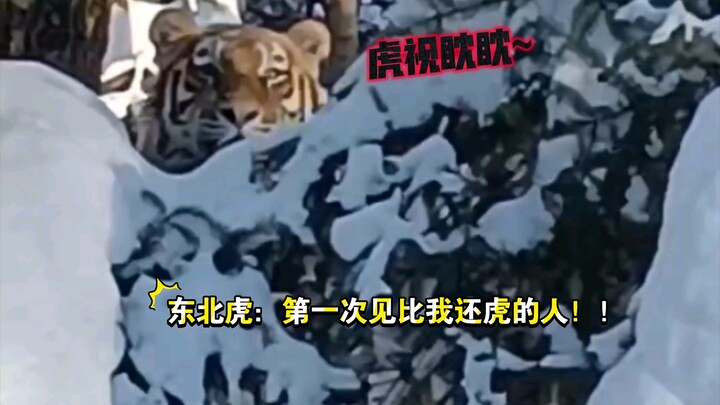 Harimau Siberia: Orang Manchuria bahkan lebih garang daripada saya! Jejak harimau Siberia liar ditem