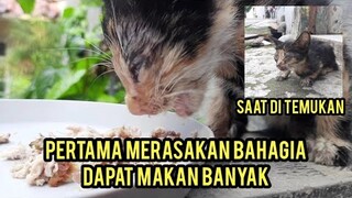 Alhamdulillah Anak Kucing Gak Bisa Lihat Karena Sakit Sekarang Sudah Bisa Melihat Lagi.!