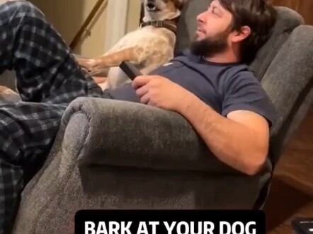 When you bark at your dog