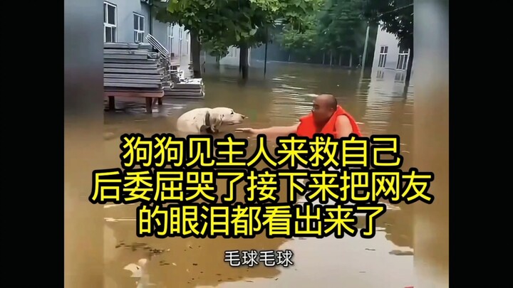 After seeing its owner come to rescue it, the dog burst into tears, leaving netizens in tears as wel