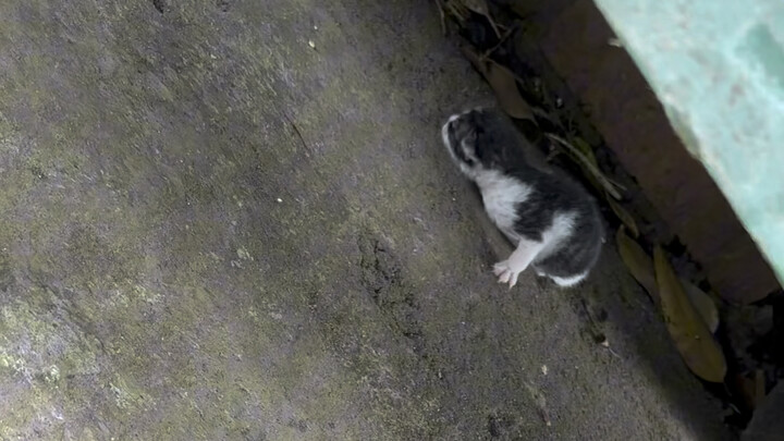 Tôi mà còn đi con đường này để lấy hàng nữa thì tôi là đồ ngốc