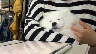 Não bộ bị nướng cực nhanh trong ba mươi giây