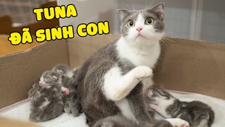 Tuna đã sinh bao nhiêu bé và CHA của đứa bé là?  | The Happy Pets #83