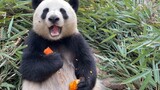 大熊猫不止吃竹子，还爱吃这个美食