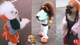 Chú Chó Đi 2 Chân Siêu Cute -Funny Dog Walking on Two Legs CUTE