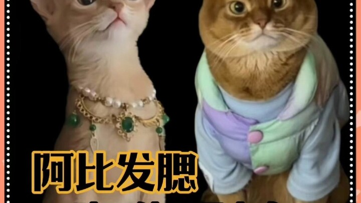 حتى القطط الطيبة تبدو أكثر بدانة!