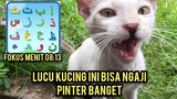 Subhanallah Kucing Yang Di Pungut Dari Pinggir Kali Sekarang Pinter Ngaji Lucu Banget..!