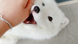 [Animals] Arctic fox that will lie down if you touch it with hands