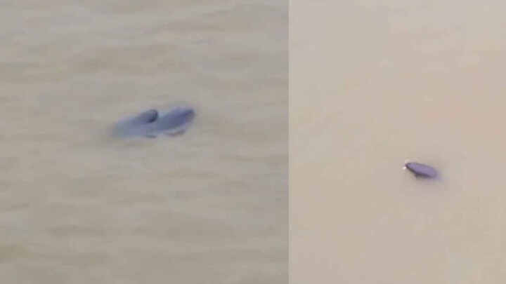 After ten years of fishing ban in the Wuhan section of the Yangtze River, finless porpoises reappear