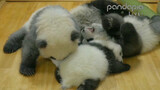 Animals|Baby Panda