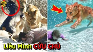 🔴12 Lần Động Vật Liều Mình Xả Thân Cứu Mạng Con Người Khiến Triệu Người Cảm Động