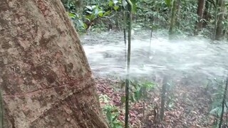 I thought someone was playing a prank behind the tree, but I never expected... could a tree really d
