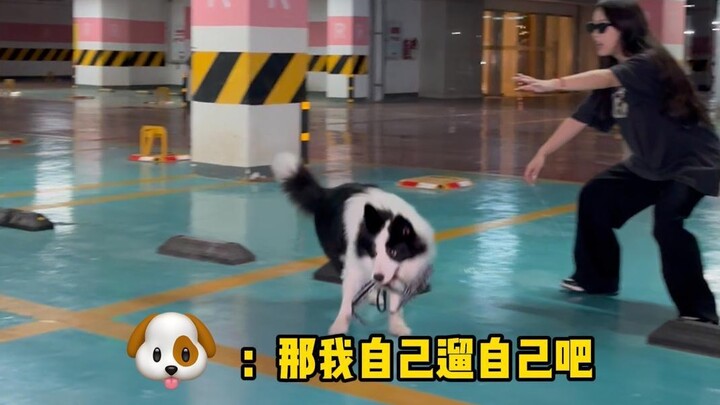 When you suddenly pretend not to see your dog while on a walk—what will they do?