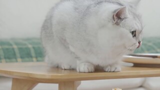 Cat: As long as my mom is asleep, it’s okay to eat steak! Owner: I’m just pretending