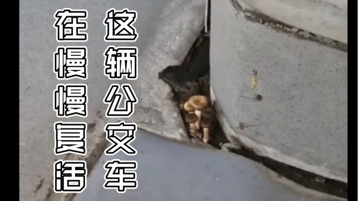 Chiếc xe buýt này đang từ từ hồi sinh