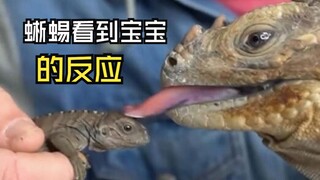 Those animals with babies!