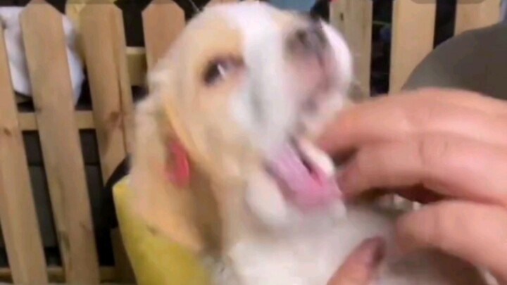 Cười chết mất! Cô giáo mầm non cả ngày mệt mỏi, về nhà xem livestream chuồng chó Beagle mà cũng thấy