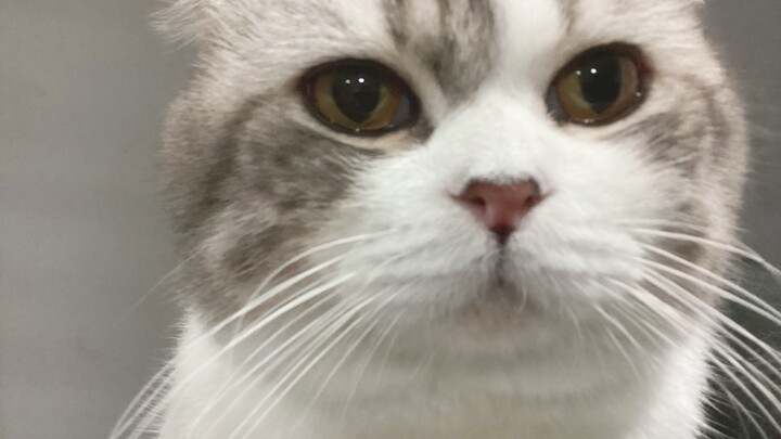แมว