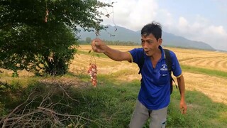 Trải Nghiệm Và Hái Me Nước Chấm Muối Ớt Siêu Cay