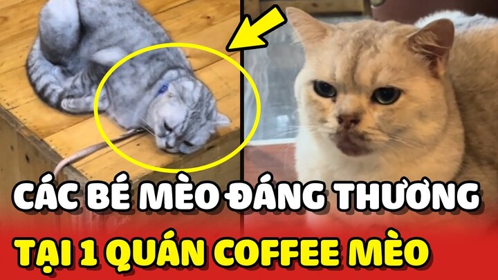 Hình ảnh các bé Mèo mệt mỏi bệnh tật tại 1 quán Coffee Mèo 😢 | Yêu Lu