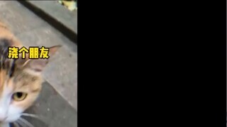 Japanese virtual JK watching "A guide to discourage cat owners!"