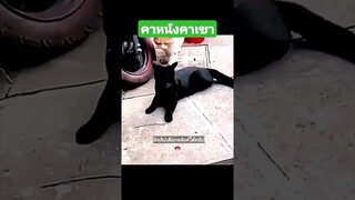 คาหนังคาเขา
