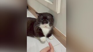 Tui là tui tức lắm gòi nhaaaaa meo meowsoju cat meow cats meocute munchkin