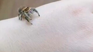 亲手看见蜘蛛捕捉苍蝇
