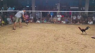 bluefacex sweater win vs SBR
