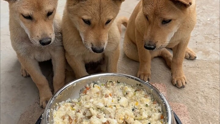 【Big Dog TV】Water, water, water!