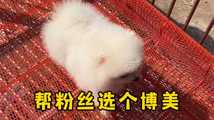 Chọn một quả cầu Pomeranian nhỏ