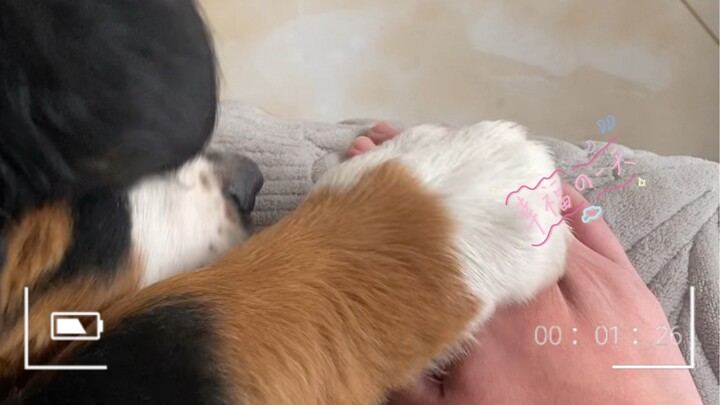 The "Dog Paw Above" Principle