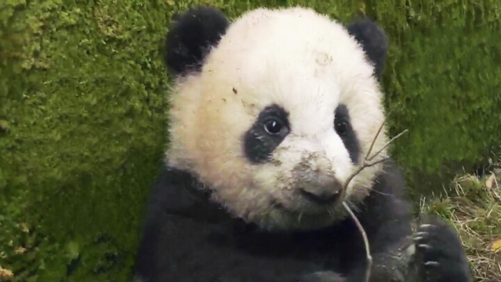 [Panda] On the ground on its face