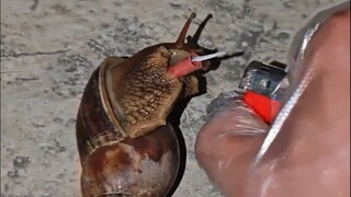 Snail: Are humans really devils?