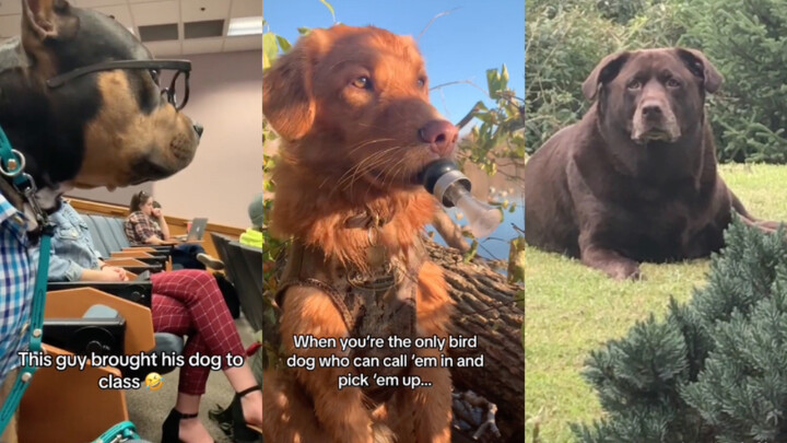 หมา: ฉันดูน่าสนุกอยู่นะ ว่าไหม…